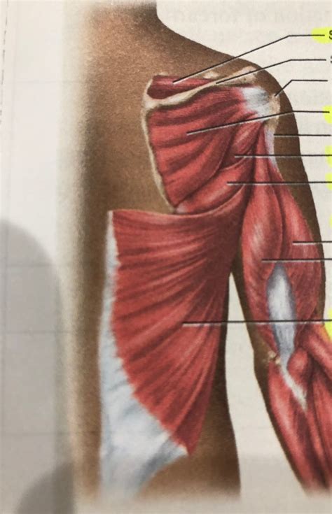 Posterior view of shoulder Diagram | Quizlet