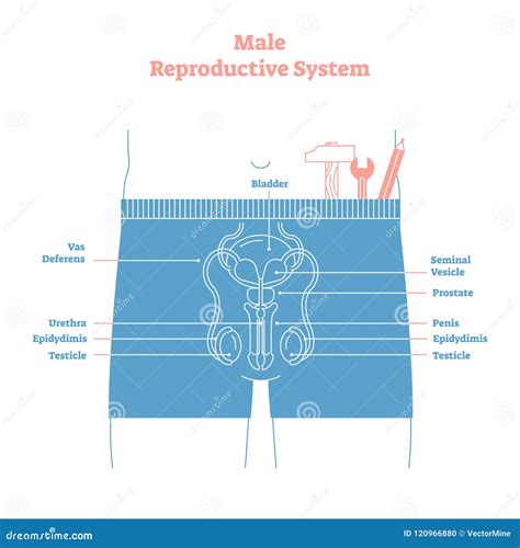 Artistic Style Male Reproductive System Vector Illustration Educational ...