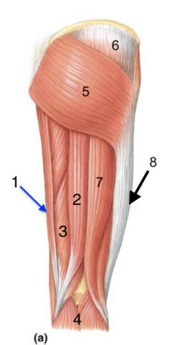 Lab 8: Leg Muscles & OIA Flashcards | Quizlet