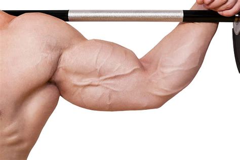 bicep vein stock  pictures royalty  images istock