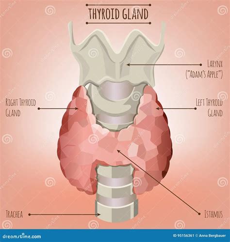 The Best 26 Thyroid Gland Location Diagram - pannanupic