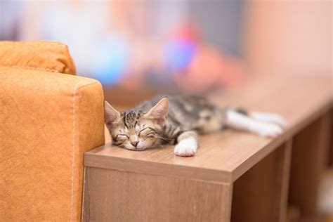 25+ Common Cat Sleeping Positions Guide: What They Mean? - KATRIS