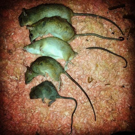 Effective Rat Removal and control - Wildlife Solutions, Inc