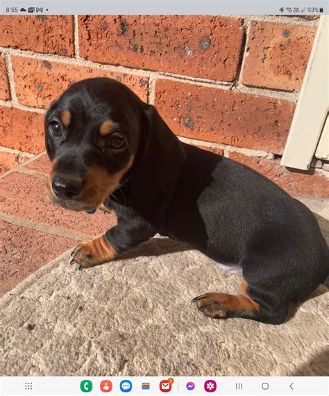 Dachshund - Jamisontown NSW - PetsForHomes