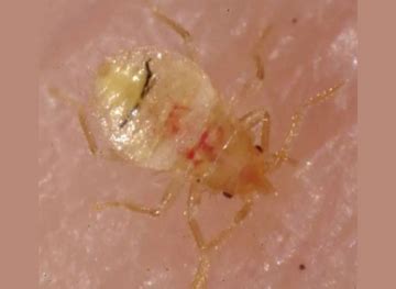 Bed Bug Larvae: Everything You Need to Know - thebedbugpress.com