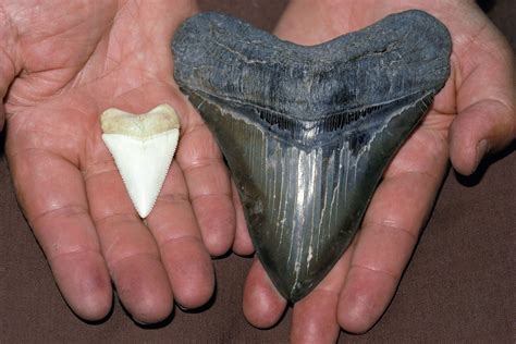 Megalodon | Size, Fossil, Teeth, & Facts | Britannica