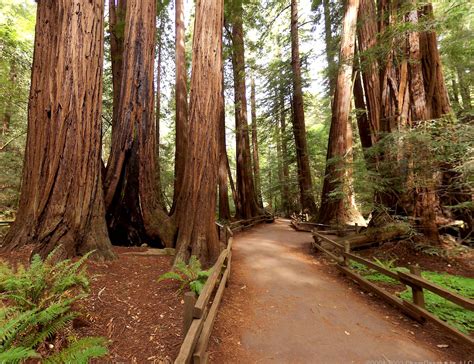 exploring muir woods national monument walking  california