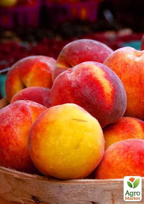 Персик "Мостицький" купити поштою в Одесі, Києві, Україні | Agro-Market