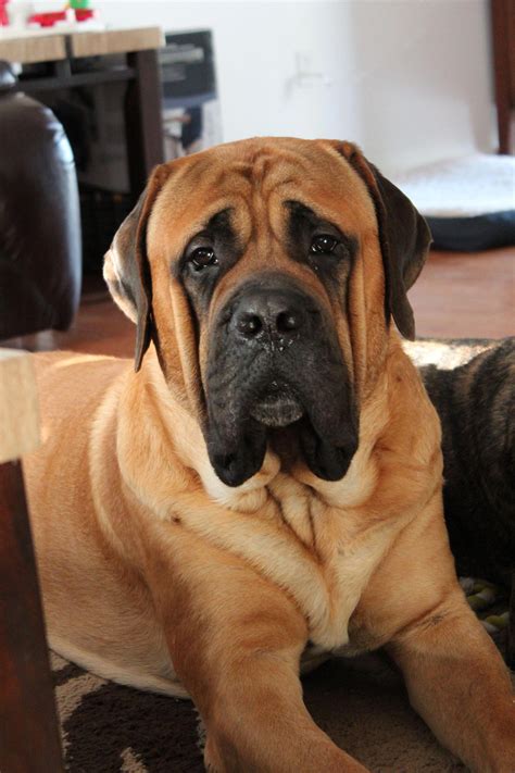 Apricot English Mastiff Pictures - Gimera