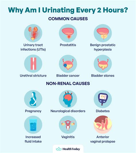 Frequent Urination With Pain | Kidney Disease and Other Causes