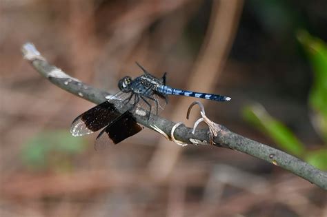 Four-Spotted Pennant Dragonfly