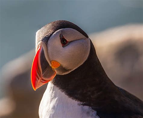 lunde store norske leksikon