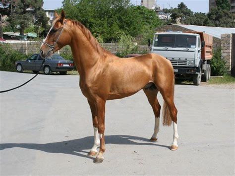 karabakh horse breed information history  pictures losadinye