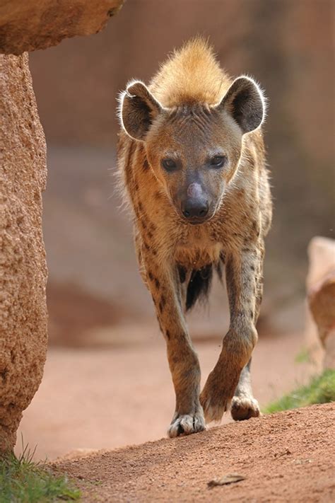 hyena is wild animal or not 4