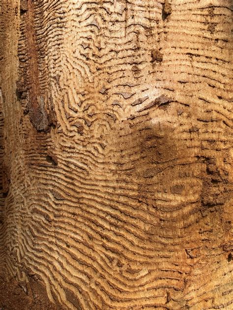 Wood Beetle Damage at Jackson Mcpherson blog