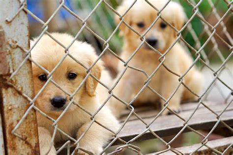 10 Reasons To Adopt A Shelter Pet | The Odyssey Online