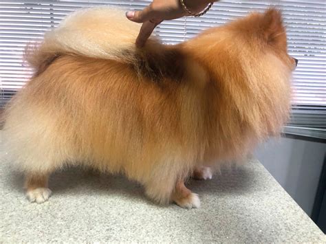 Trimming em spitz alemão