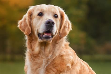 ultimate golden retriever dog breed guide pets nurturing