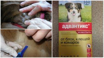 Лучшие средства для собак от клещей и блох – обзор и отзывы