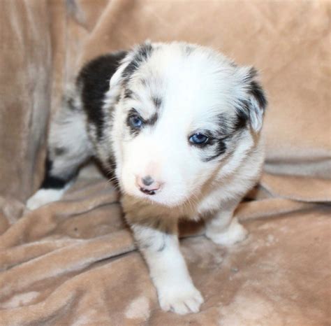 blue border collie breeder