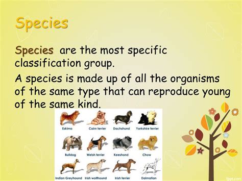 PPT - Taxonomy PowerPoint Presentation, free download - ID:3140943