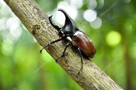 Rhino Beetle Stock Photo by ©mazikab 53408847