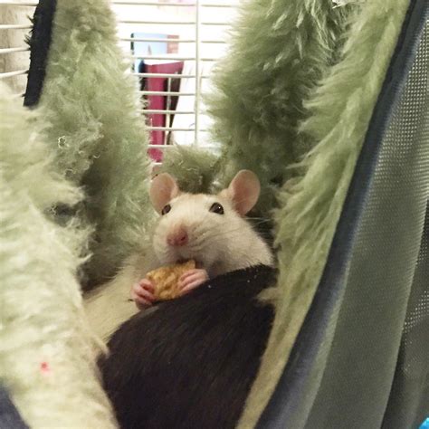 Breakfast in bed? : r/RATS