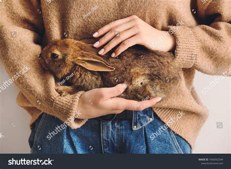 female rabbit images stock  vectors shutterstock