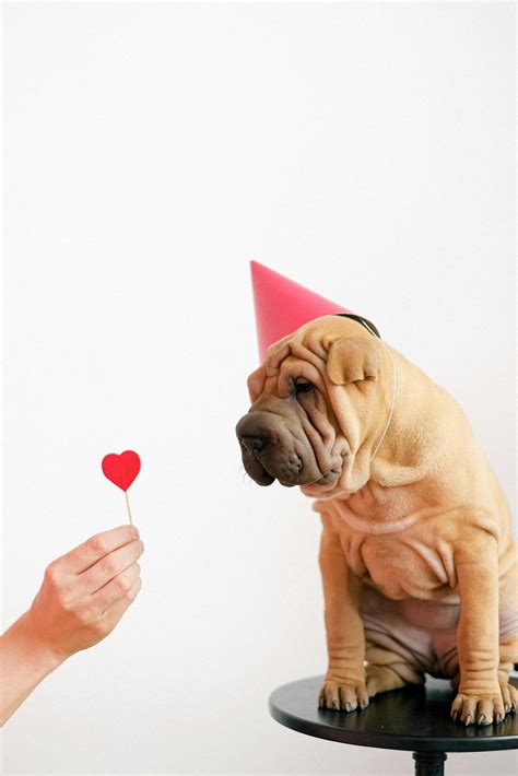 funny animal wallpaper pinterest 2
