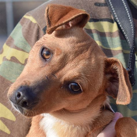 peanut animal house shelter