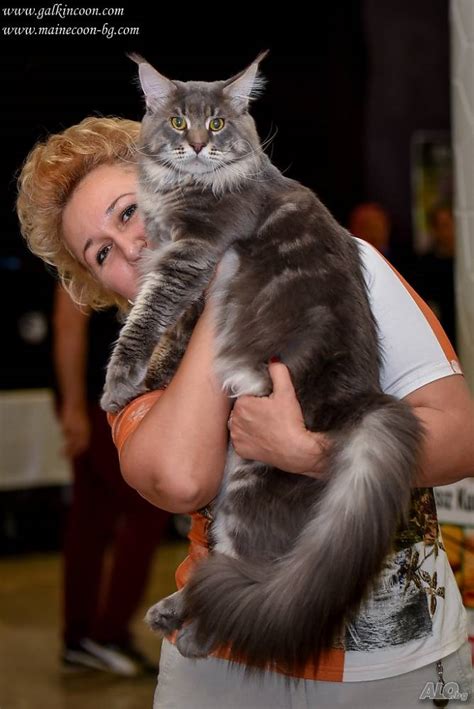 Котенца Мейн Куун с родословие Мейн Куун 4 месеца Мъжко Женско | Котки ...