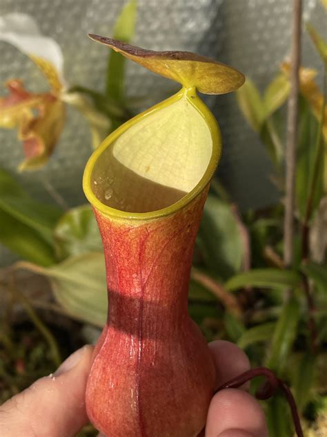 Nepenthes reinwardiana “red” sg vibing in the winter sun. : r/SavageGarden