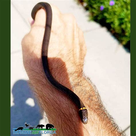 ring necked snake imagine  florida