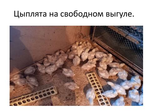 Выведение цыплят в домашних условиях с использованием инкубатора ...