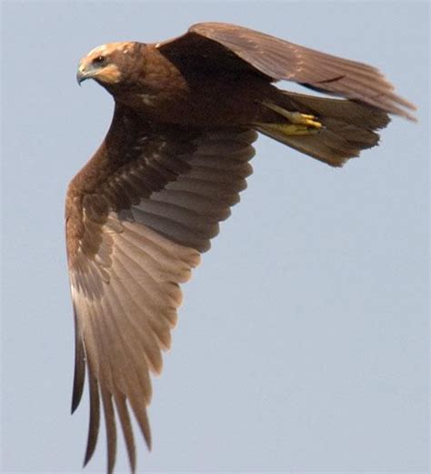 Болотный, или камышовый, лунь / Circus aeruginosus / Marsh harrier ...