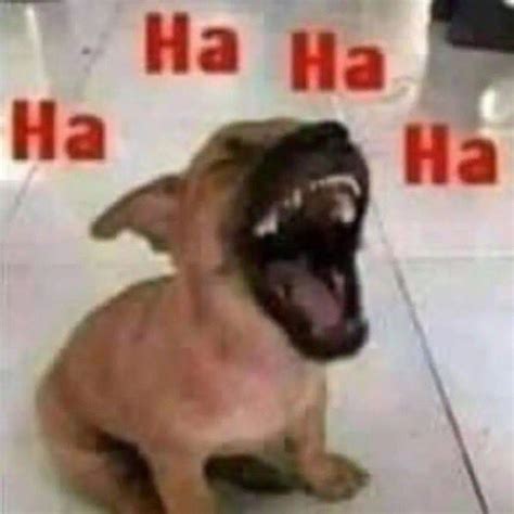 Laughing Dog Meme