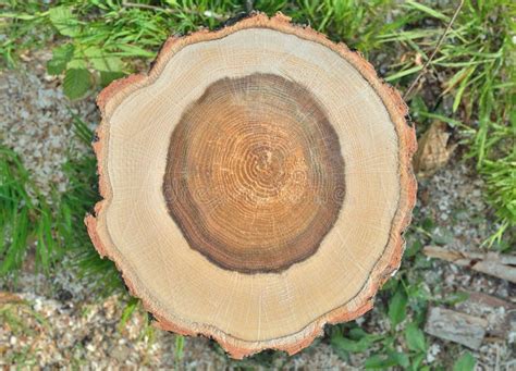 cut  oak  stock image image  forest outdoor natural