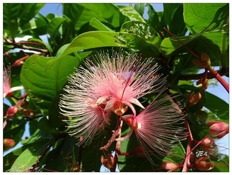 穗花棋盤腳の花開 - *花ㄦ~ Blog - udn部落格