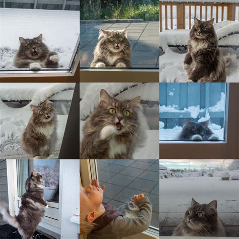2018 as Cat owner : r/aww