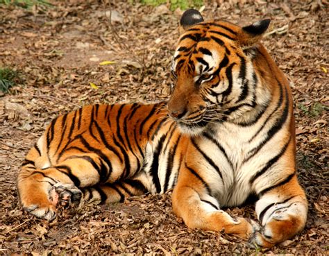 file suedchinesischer tigerjpg wikimedia commons