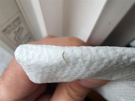 Maggots In Cat Food Bowl at Sam Cawthorn blog