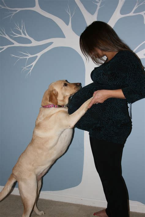 Dog On Pregnant Belly at Leta Tabor blog