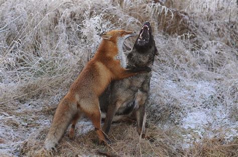 Dog and wild fox are best friends (10 pics + video) | Amazing Creatures