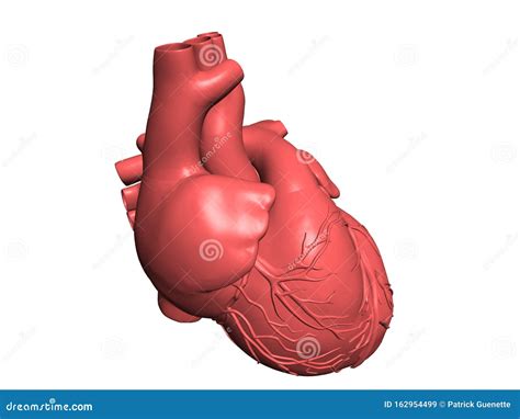 human heart isolated  white stock illustration illustration