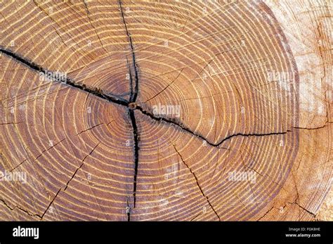 jahresringe holzscheibe baumscheibe stock photo alamy