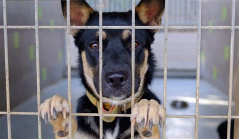 los perros de la perrera saldran  pasear  voluntarios madrilenos