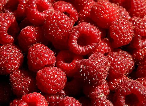 Amazon.com : Hilton Raspberry Fruit Plant Seed 100 Stratisfied Berry ...