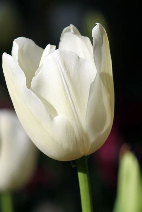 White Tulip Flower Free Stock Photo - Public Domain Pictures
