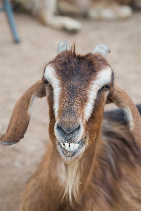 Teeth Of Goat