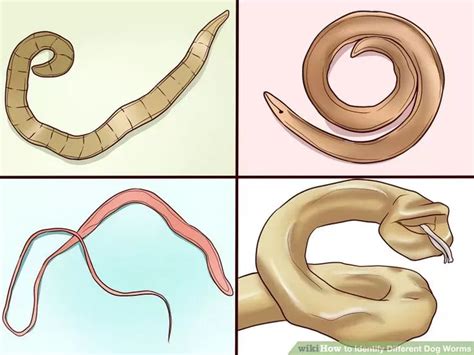 Intestinal Worms in Dogs: Causes, Symptoms, and Treatment